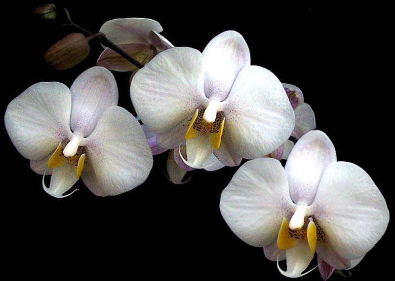 phalaenopsis_philippinensis_cd