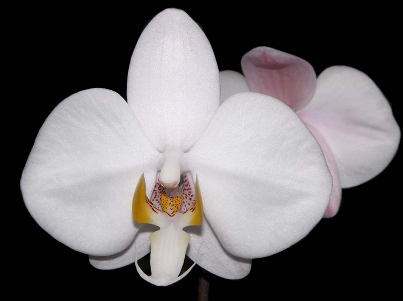 phalaenopsis_philippinensis_ws_cd