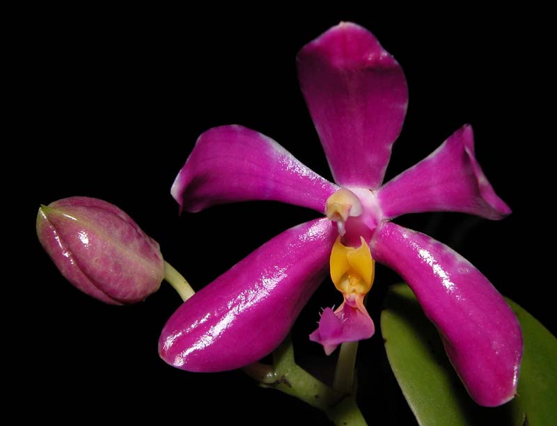 phalaenopsis_pulchra_cd