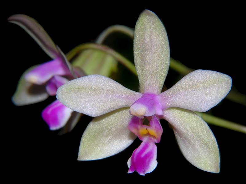 phalaenopsis_stobartiana_ws_cd