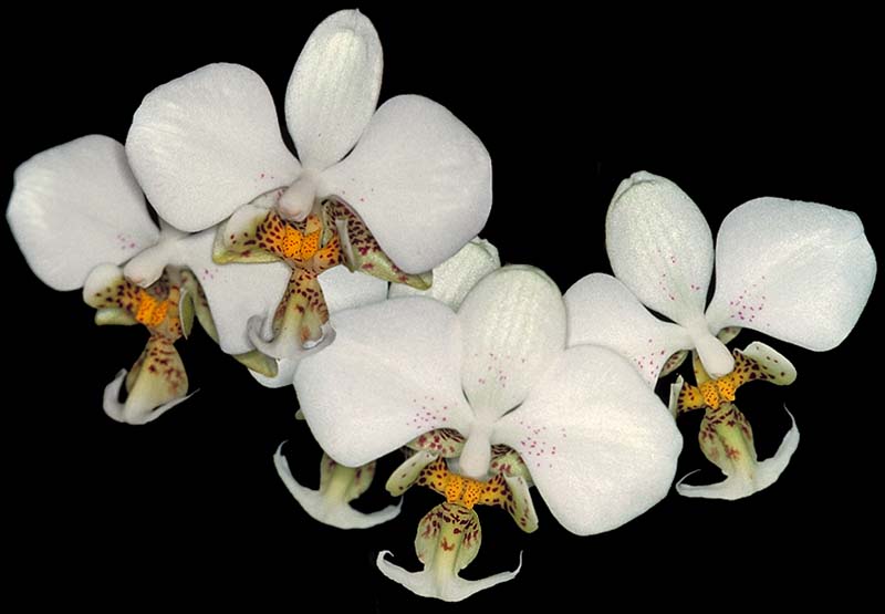 phalaenopsis_stuartiana_cd