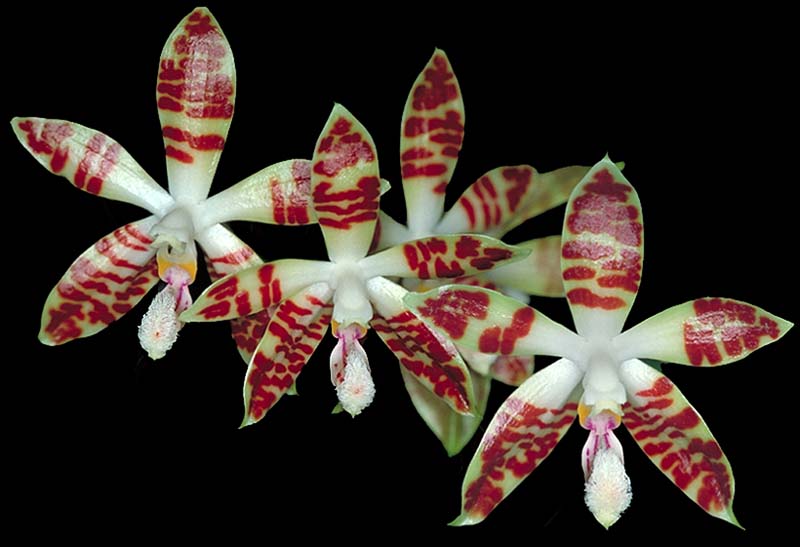 phalaenopsis_sumatrana_cd