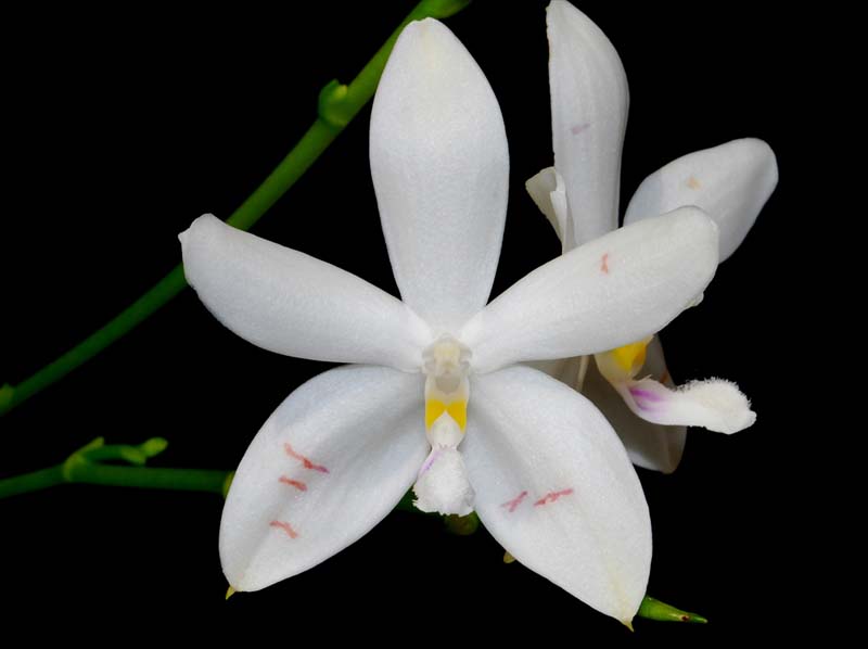 phalaenopsis_tetraspsis_MG_cd