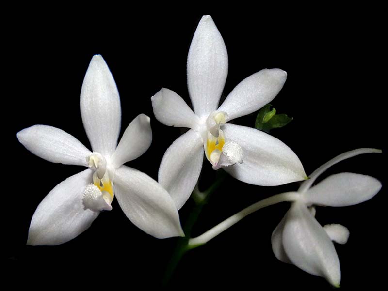 phalaenopsis_tetraspsis_cd