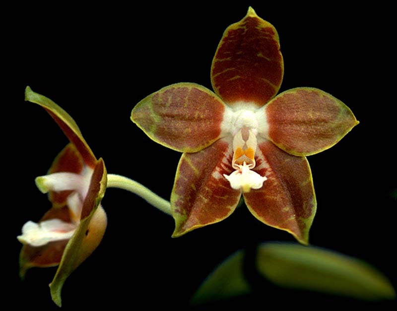 phalaenopsis_venosa_cd