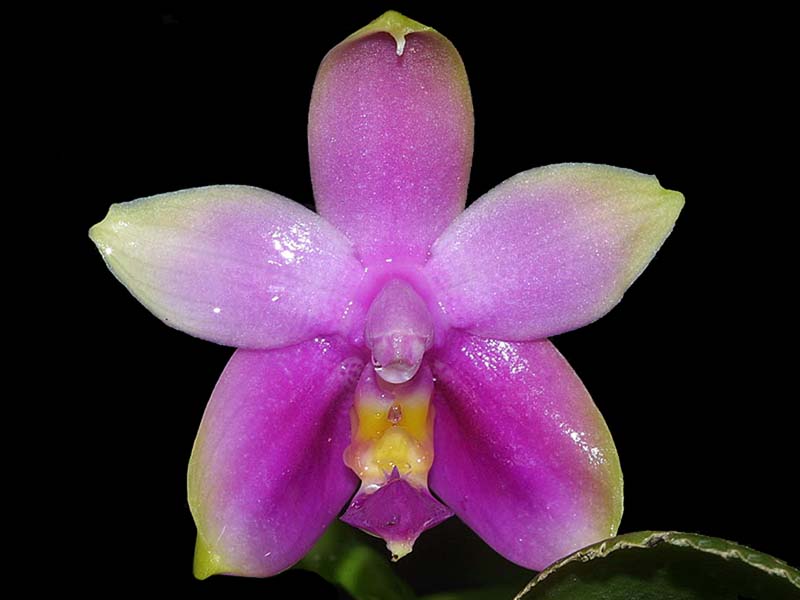 phalaenopsis_violacea_cd