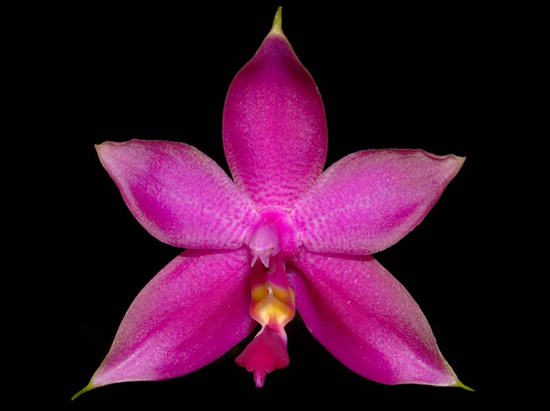 phalaenopsis_violacea_sumatra_ws_cd