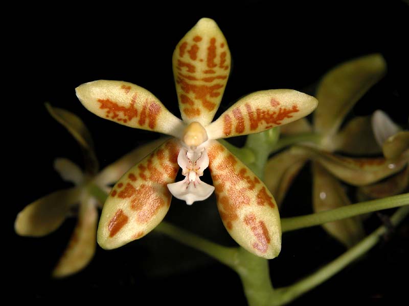 phalaenopsis_viridis_cd