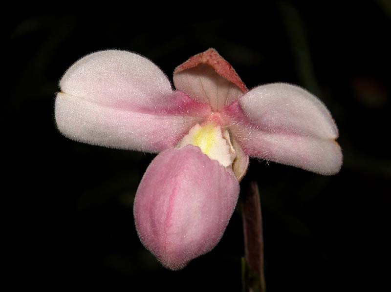 phragmipedium_andreettae_cd