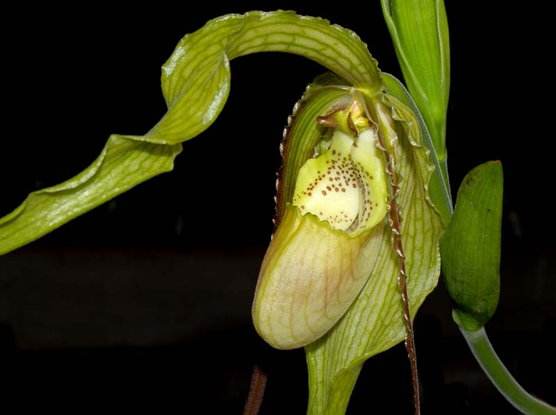 phragmipedium_hybride