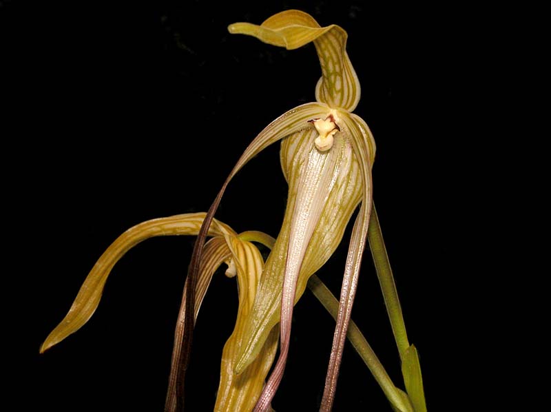 phragmipedium_lindenii_cd