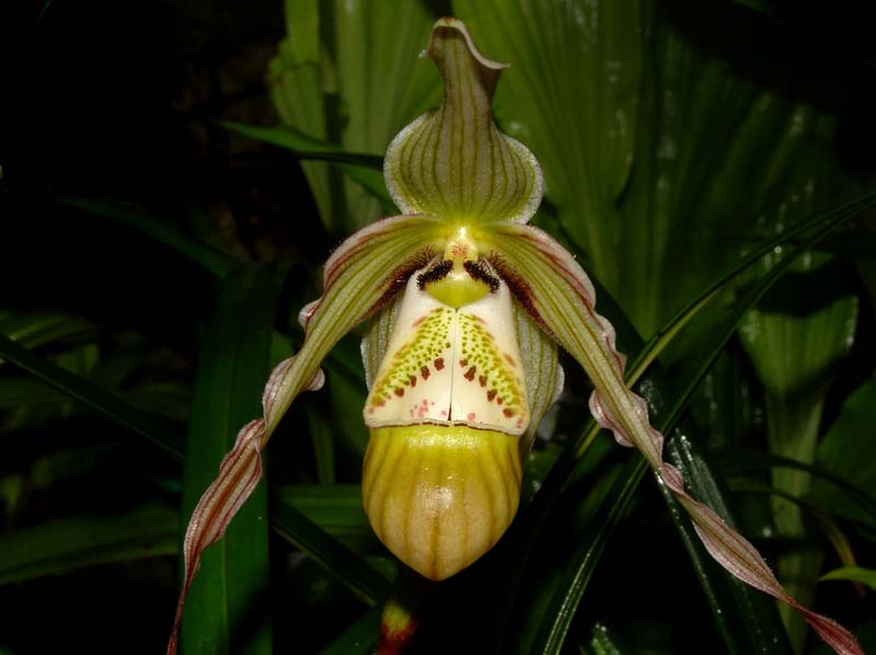 phragmipedium_pearcei_WS_cd