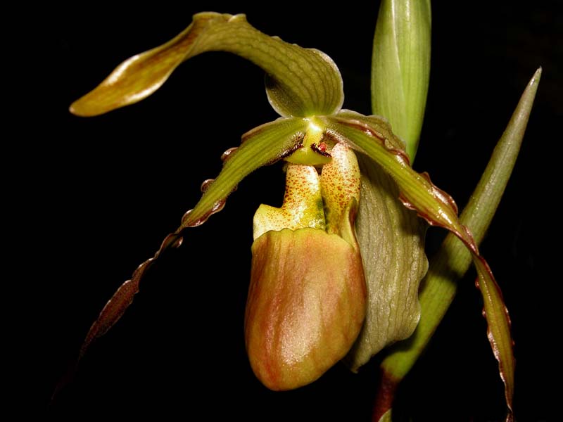 phragmipedium_roethianum_cd