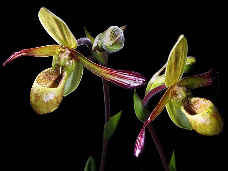 phragmipedium_sargentianum_cd