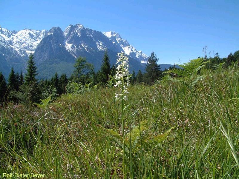 platanthera bifolia xxl