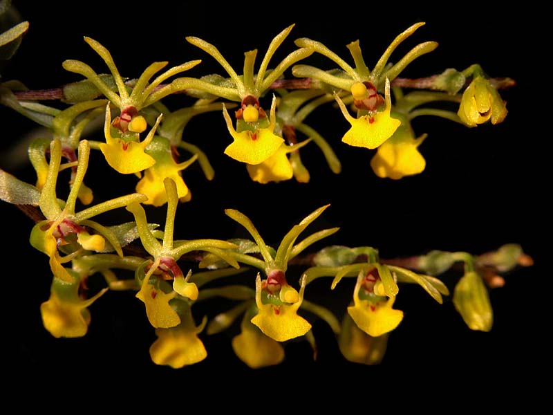 platyrhiza_quadricolor2_cd