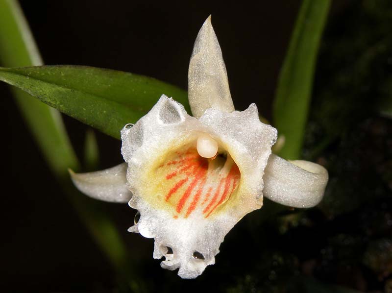 plectrophora_triquetra_ws_cd