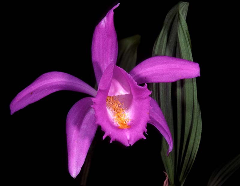 pleione_aurita_cd