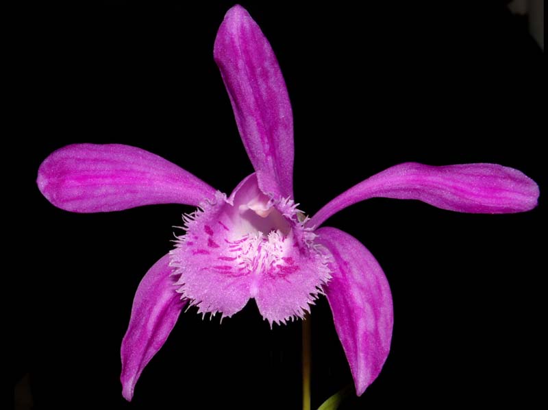 pleione_bulbocodioides_ws_cd