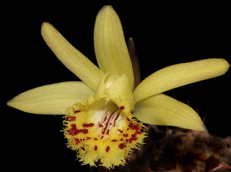 pleione_forrestii3_cd