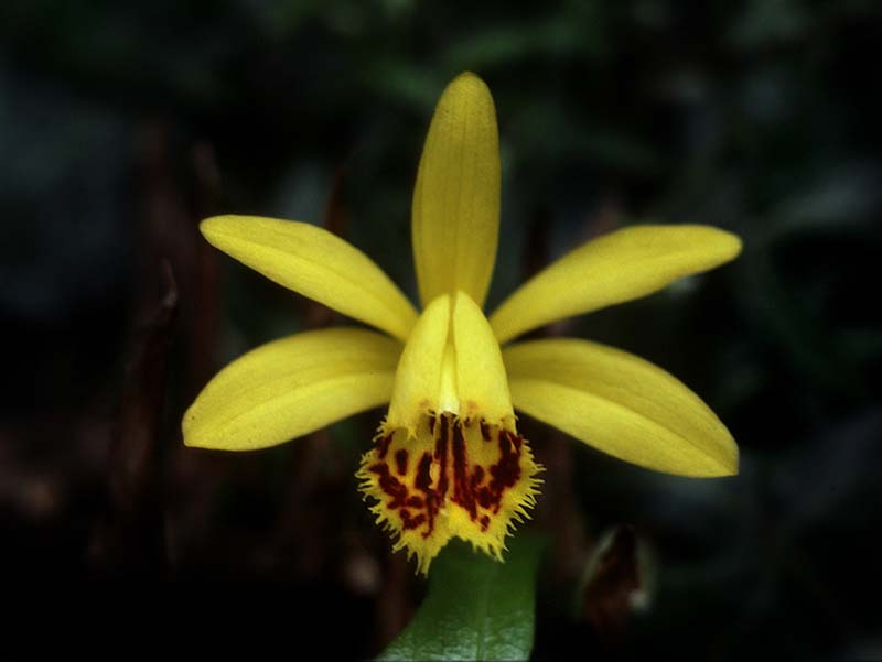 pleione_forrestii_cd