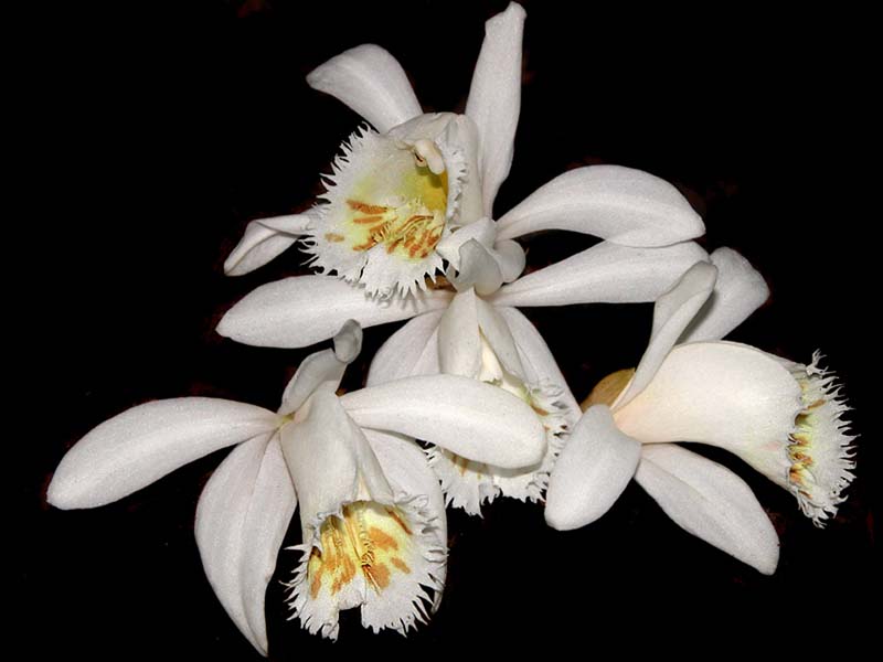 pleione_grandiflora_alba_cd