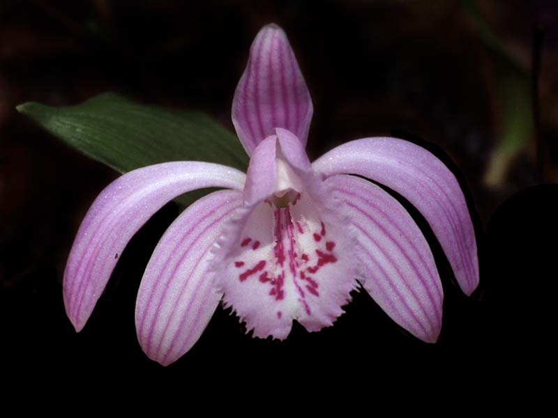 pleione_grandiflora_cd