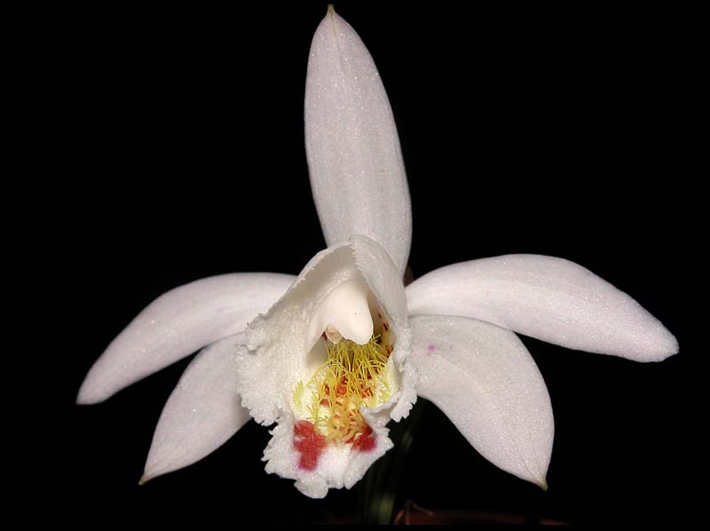 pleione_hookeriana2_cd