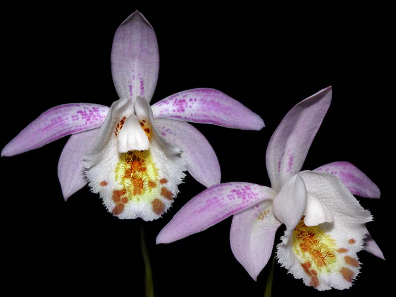 pleione_hookeriana_cd