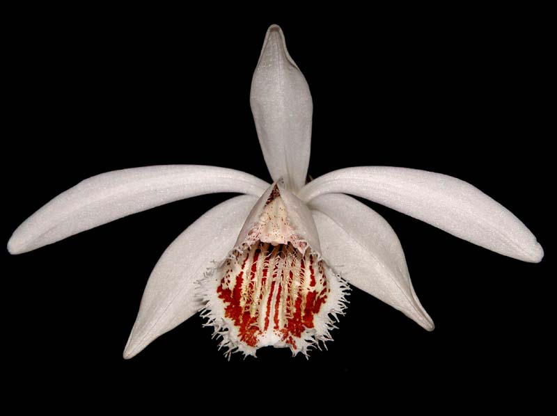 pleione_humilis2_cd