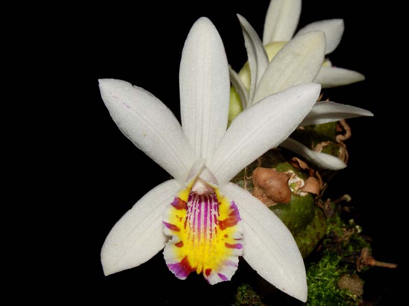 pleione_maculata_ws_cd