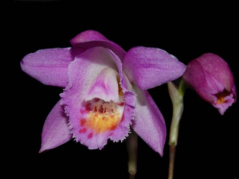 pleione_scopulorum_ws_cd