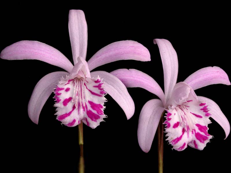 pleione_yunnanensis_cd