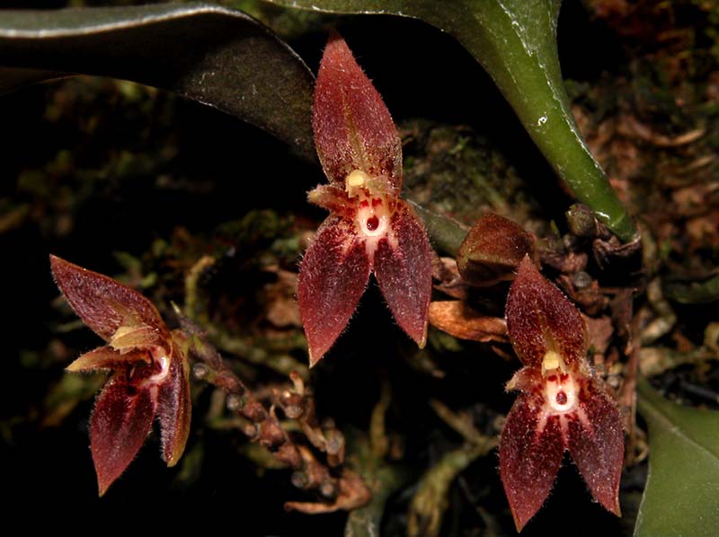 pleurothallis rabei_cd