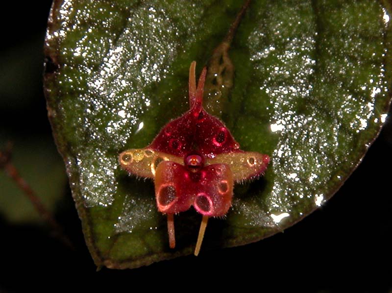 pleurothallis saltatrix_cd