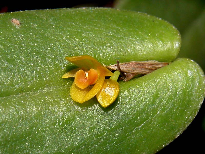 pleurothallis tridentata