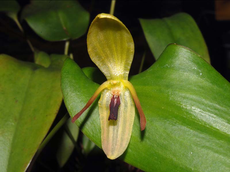 pleurothallis_adonis_WS_cd