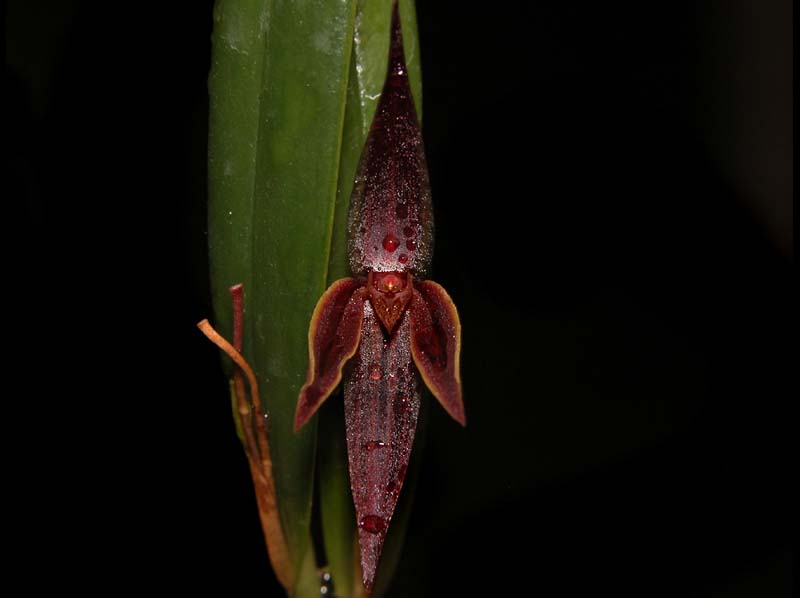 pleurothallis_allenii_cd