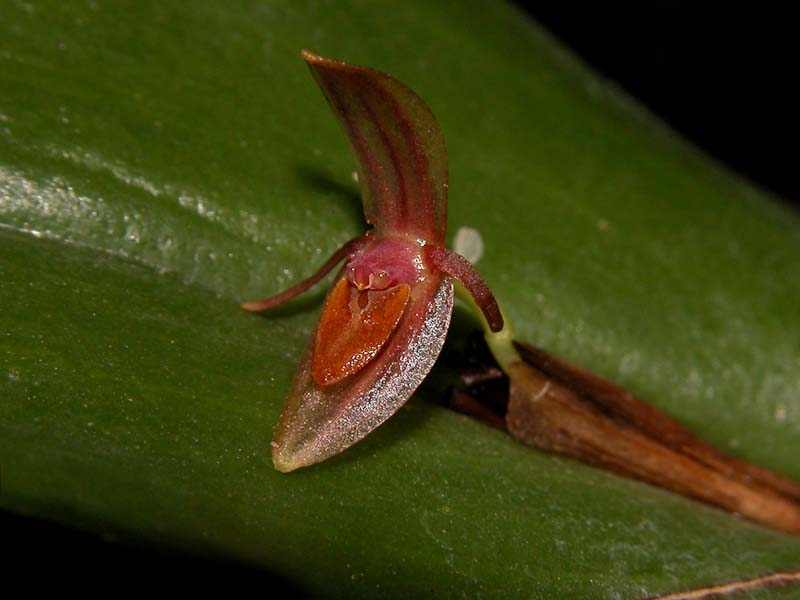 pleurothallis_antonensis_cd