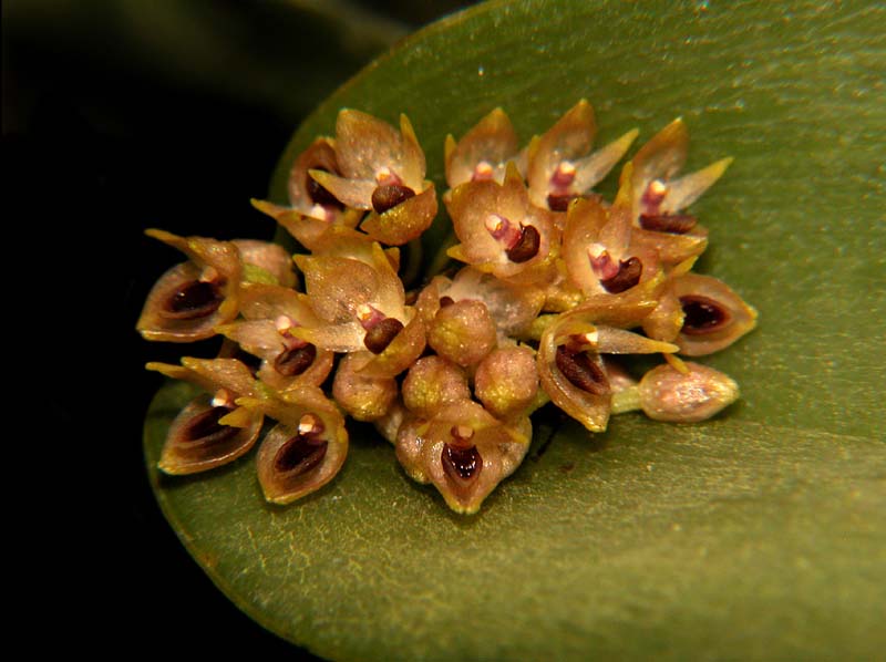 pleurothallis_canaligera_cd