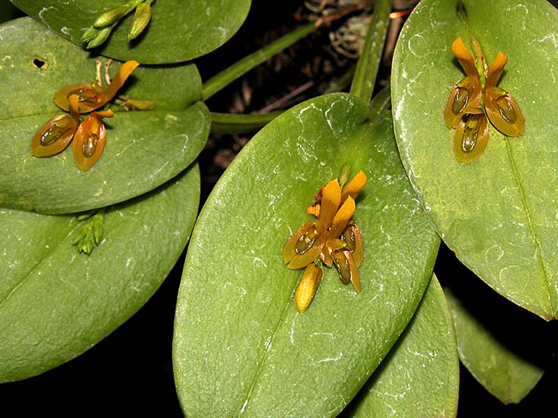 pleurothallis_chamensis_cd