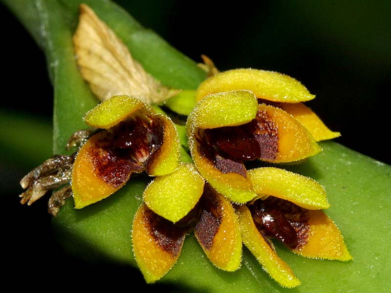 pleurothallis_chrysantha_cd