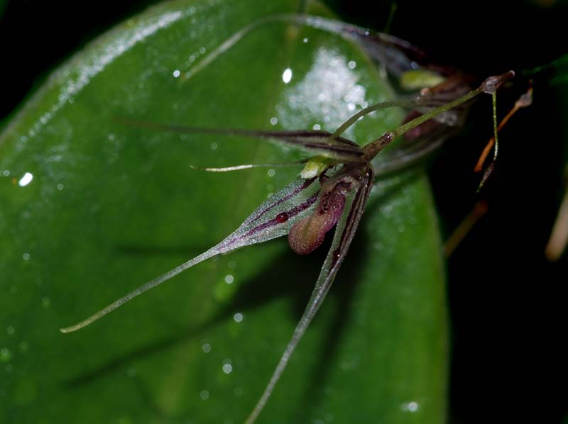 pleurothallis_claviculata_ws_cd