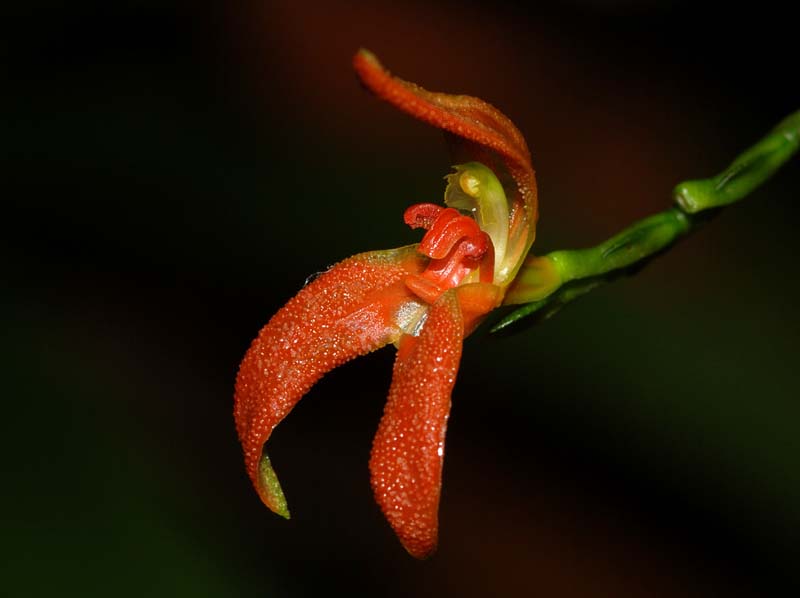 pleurothallis_endothrachis_ws_cd