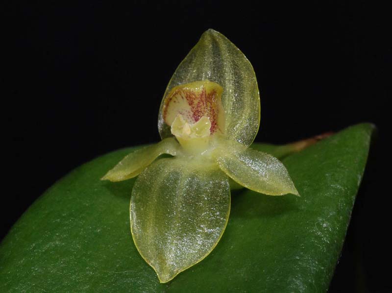 pleurothallis_epiglottis_ip_cd