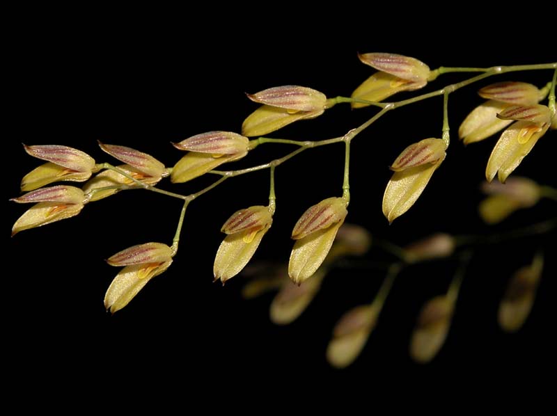 pleurothallis_grobyi_trilineata