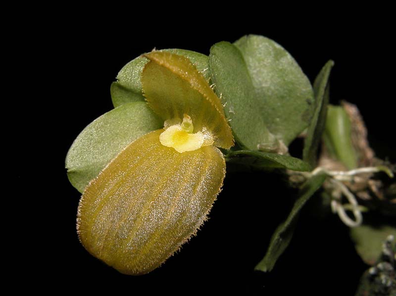 pleurothallis_lappacea_ws_cd