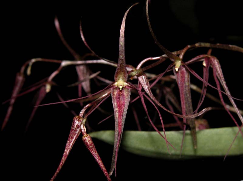 pleurothallis_loranthophylla3_cd