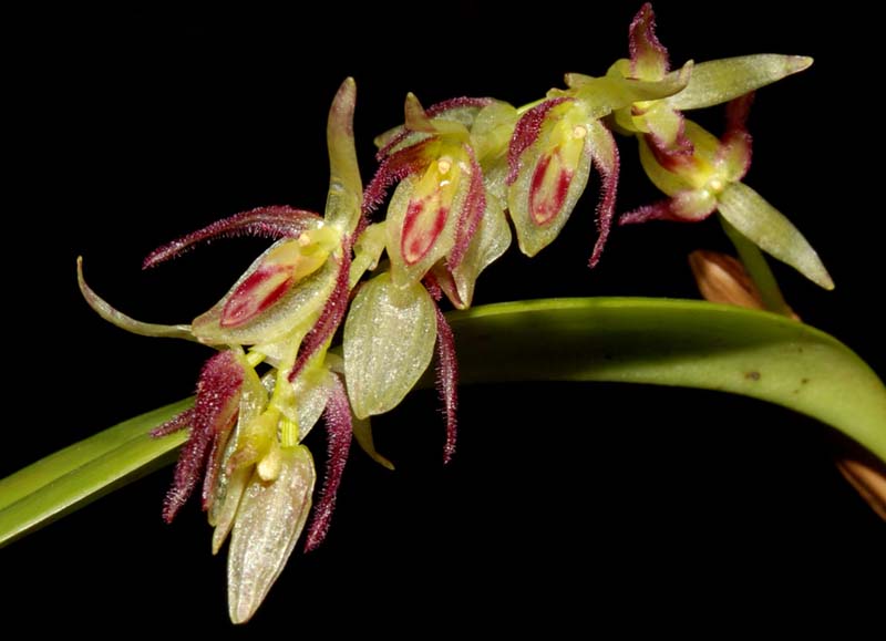 pleurothallis_loranthophylla4_WS_cd