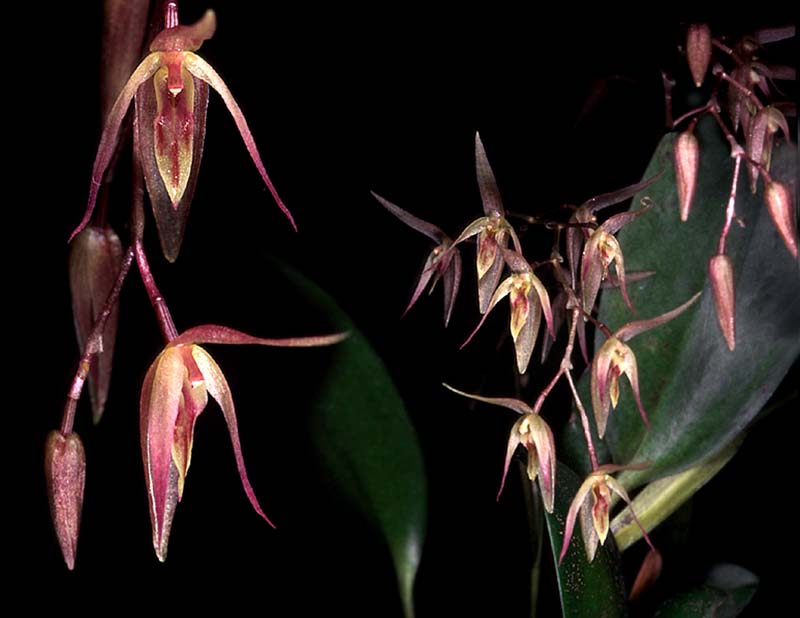 pleurothallis_loranthophylla_cd